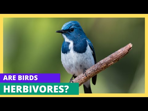 Is a bird an omnivore or herbivore?