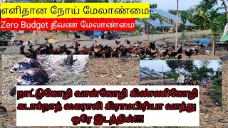 விருதுநகரில்  நூற்றுக்கணக்கான கோழிகள் ஒரே இடத்தில்!!!| எளிதான செலவே இல்லாத நோய் மேலாண்மை|