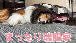 【シェルティ】まったり瑞鶴家💤【眠たいね】