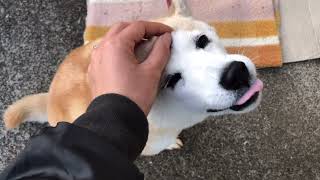 なでなでにうっとりする犬Dog Rejoice in stroking