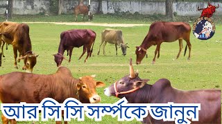 অষ্টমুখী লাল গরু বা আর সি সি (RCC) গরুর বৈশিষ্ঠ্য কি?।আর সি সি সর্ম্পকে জানুন।#আজকেরবাজারদর