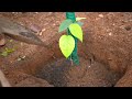 5 അടി ഉയരത്തിൽ കുറ്റികുരുമുളക് bushpepper repotting kumbukkal selection pepper diy