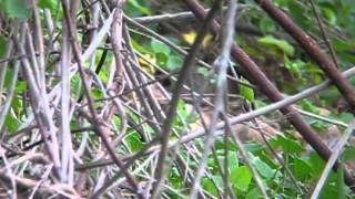 可愛い小鳥ちゃん　Pretty Birds 23  カワラヒワ　Oriental Greenfinch