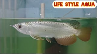 24K Premium Golden Arowana| Specifications: Exclusive quality, video take under no light| Bangalore