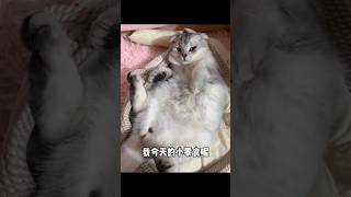 养了头猪 Raise a pig #cat #lovable #kitten #shorts