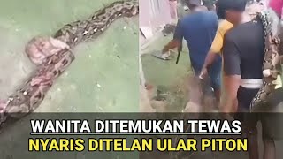 Wanita Tewas Diserang Ular Piton Nyaris Ditelan