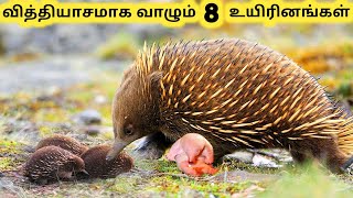 வித்தியாசமாக உயிர் வாழும் விலங்குகள் || Eight Amazing Survived Animals || Tamil Info Share