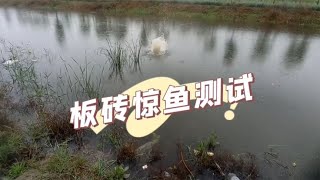 野钓鲫鱼惊吓测试，几块板砖能把砖障碍区已经放松警惕的鲫鱼驱散~分享钓鱼知识