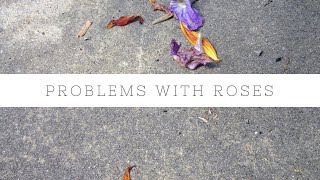 Common problems with roses