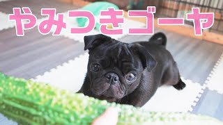 初めて食べたゴーヤチャンプルの虜になった黒パグ。A black pug fascinated by bitter gourd champuru.【パグ、pug】