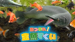 【単発実況】ジゲンとクロの「あつまれ！金魚すくい」【クロノジゲン】