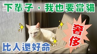 【豆漿與白目鴿 EP01】豆漿與鴿子的愛恨情仇 -  第一次見面