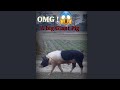 omg😱. look that a big giant pig😍