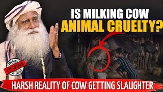 A EYE OPENER ! Harsh Reality Of Cows Getting Slaughtered | Is Milking Cow Animal Cruelty? | Sadhguru