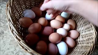 Какие куры несут "золотые" яйца. Бизнес на яйцах!