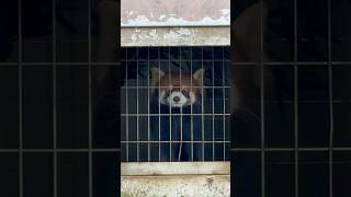 20250116再出勤待ちのランマル #レッサーパンダ #多摩動物公園 #ランマル #redpanda