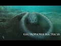 Eletric Eel 3D Animation