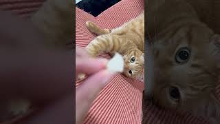 「うまうま」言いながら食べる猫#shorts #shortvideo #youtube