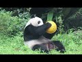 20221012 小白餐前來造訪 圓仔啞鈴玩得棒 午餐 giant panda yuan zai