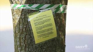 Managing EAB in Your Community: You Have Options!