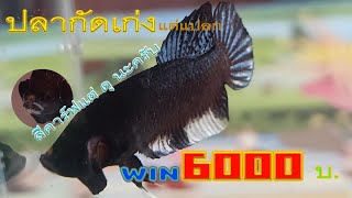 #ปลากัดเก่งหาดูได้ยากในสนามกัด สีคาร์ฟแต่ดุนะครับ ชนะ 6000