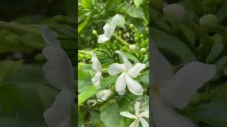 Pinwheel Flowers