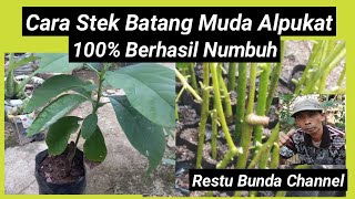 Cara Stek Batang Muda Alpukat 100% Berhasi Numbuh #alamseru #KebunBuah