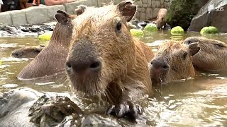 「『いい湯だな』って聞こえてきそう」伊豆の動物園で元祖カピバラの露天風呂スタート＝静岡