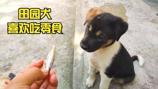 一个月大的田园犬，乖巧懂事，只吃主人手里的食物！