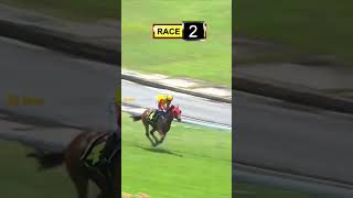 Singapore Horse Racing Live Results 18 February 2023 l #live l #新加坡赛马直播 #horse #youtube