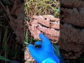 wasp nest in the bush nature bee