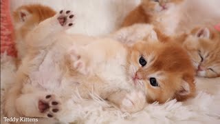 Cute kittens meowing and drink milk from a bottle