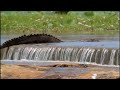 muggers of spice island quest for the mugger crocodile