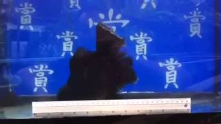 賞魚閣一頂級泰獅