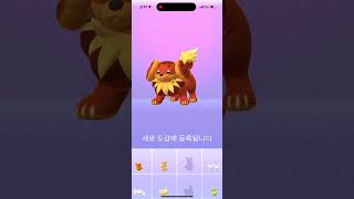 쫀도기 진화 첫 공개!🤩 과연 그 모습은? Pokemon pokemongo Fidough 포켓몬 포켓몬고 쫀도기 바우첼