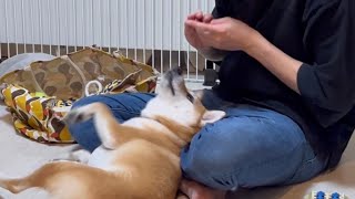 【柴犬】おやつのために必死な柴犬が可愛すぎる