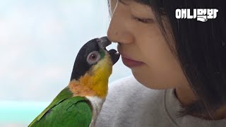 여자만 공격하는 앵무새 방울이.. 이렇게 해결됐습니다ㅣParrot That Only Attacks Women.. Unexpected Reason