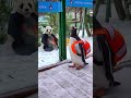 💕前方高萌！小企鹅遇见大熊猫！ animal 【跟着图尔去旅行】