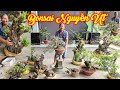 MR ÚT | #0385845428 | BONSAI MỚI ĐẸP & NHIỀU CÂY THANH LÝ GIÁ MỀM SI ĐỎ, SI TÀU, MCT, KIM QUÝT, CÓC