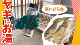 寒そうなヤギにお湯をあげたい！！