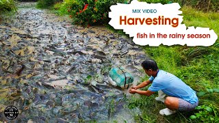 Mix Video: Harvesting fish in the rainy season by rural Vietnamese people