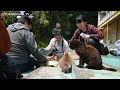 Cute Cats In Japan  Cat Nation (2020)  Full Film