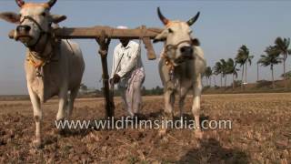 Traditional Vs Modern ploughing methods in India