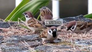 風が吹いている朝ご飯です