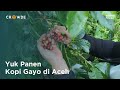 Yuk Panen Kopi Gayo di Aceh!