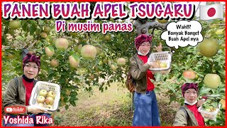 PANEN BUAH APEL TSUGARU DI FRUIT PARK HAMAMATSU JAPAN