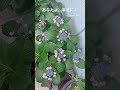 【2024.6.5】あなたよ、幸せに！🌷🩷　 おはよう 紫陽花　 幸せに　 花が好き singeryae