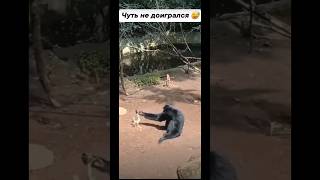 Чуть не доигрался😂😂😂