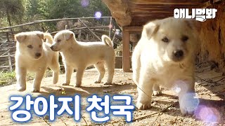 Mother Dog’s Action After Meeting Her Lost Puppy