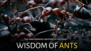 Wisdom Of The Ants - A Zen Story of Wisdom Motivational Video